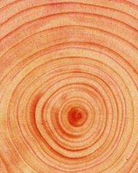 an image of a wood texture with circles